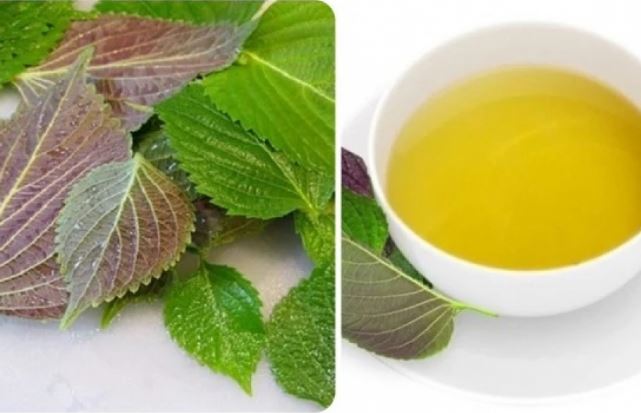 Tác dụng bất ngờ của lá tía tô