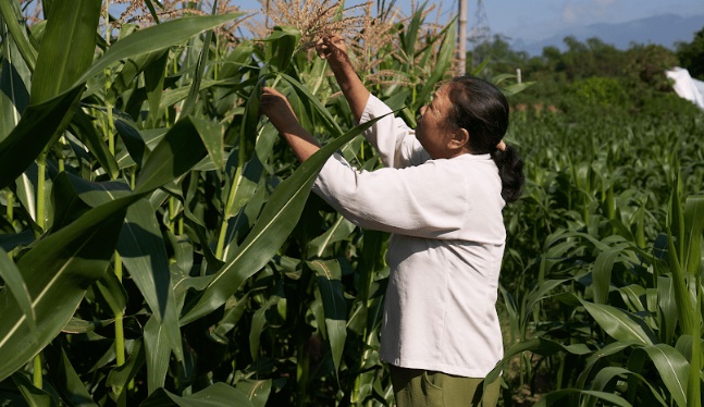 Hỗ trợ phụ nữ khó khăn tiếp cận nguồn vốn lập nghiệp