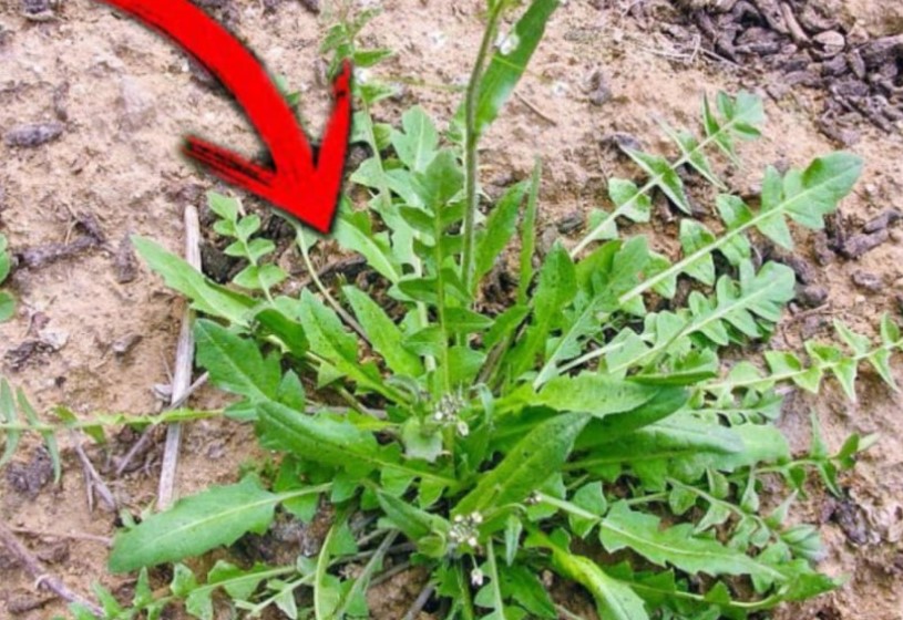 Bốn loại rau siêu rẻ, "bổ hơn thịt, quý ngang nhân sâm", dễ dàng mua được ở chợ