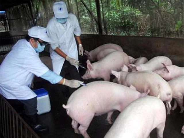 Xuất khẩu vaccine phòng bệnh dịch tả lợn châu Phi sang Philippines, Indonesia - Ảnh 1.