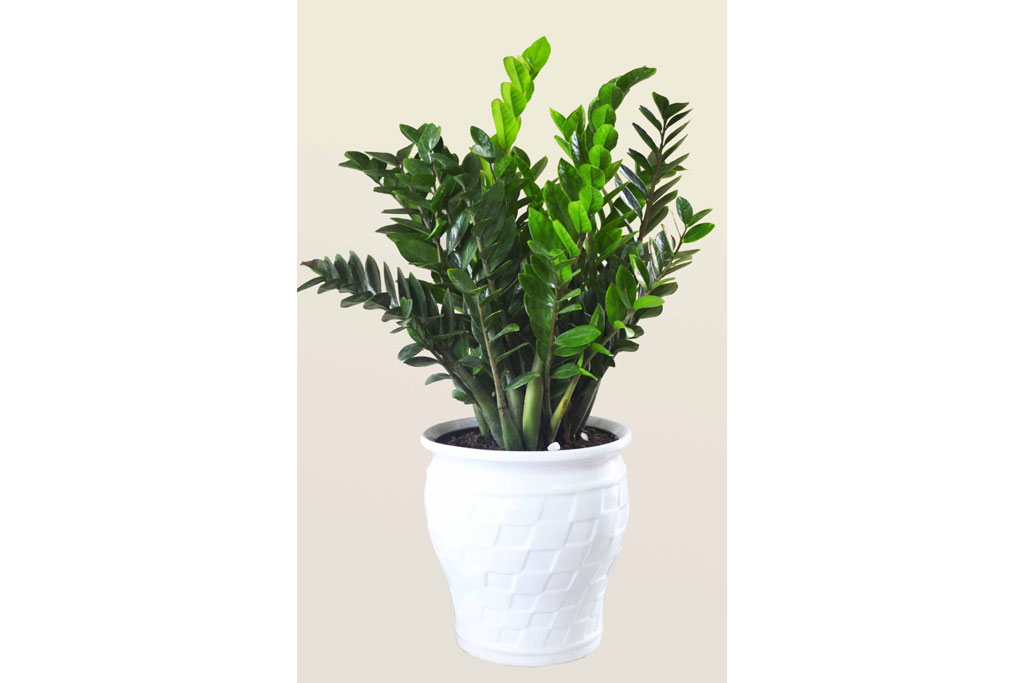 Ý nghĩa phong thuỷ và cách chăm sóc cây kim tiền