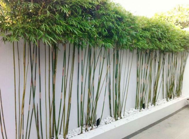 Tổ tiên dặn: 4 cây trồng trước nhà không lục đục cũng bại vong, trồng sau trấn giữ của cải, con cháu nhớ kỹ