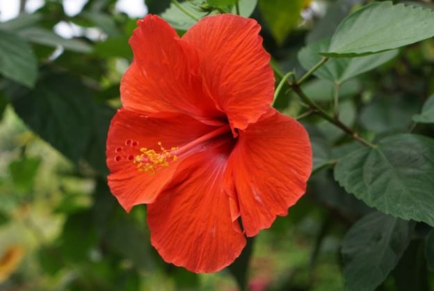 Hoa dâm bụt và 6 lợi ích đáng quý không phải ai cũng biết