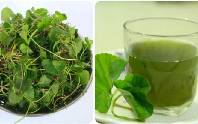 Uống nước rau má mỗi ngày có tốt không?