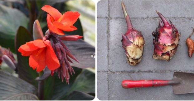 Tác dụng của củ dong riềng