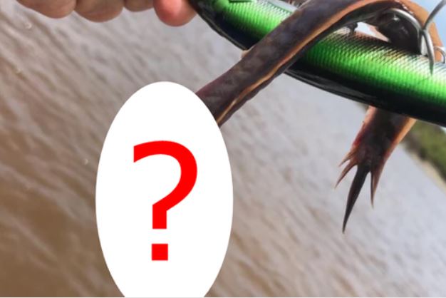 Đang câu cá, người đàn ông hoang mang khi kéo lên một "con rồng" không mắt