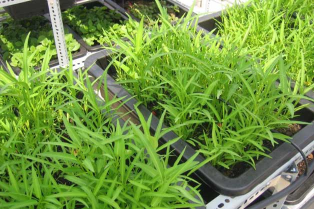 Cách trồng rau muống trong thùng xốp