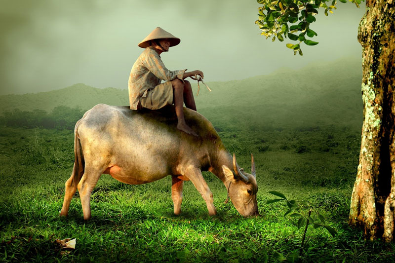 Tử vi ngày 5/8/2023 của 12 con giáp: Tý, Dần, Thìn hanh thông; Sửu, Mão gặp khó