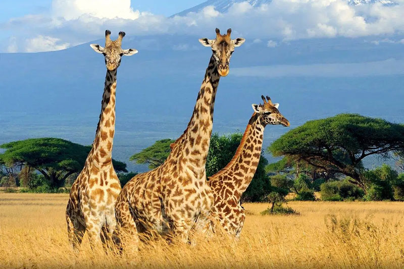 Top 10 loài động vật cao nhất thế giới: Hươu cao cổ số một