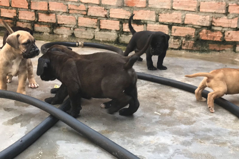 Những điều cần lưu ý khi chăm sóc cún con bị tiêu chảy