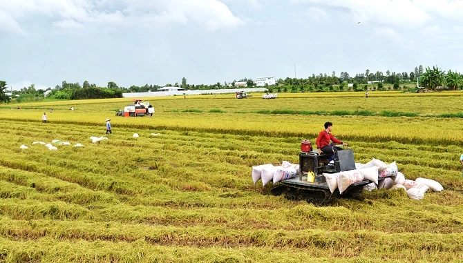 Thu hoạch lúa trên cánh đồng mẫu ở Đồng bằng sông Cửu Long.