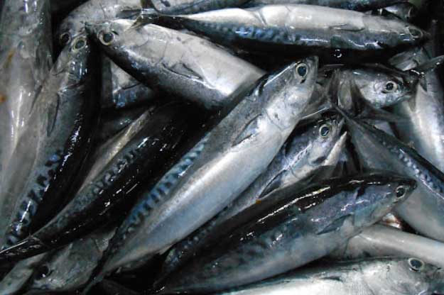 Những lợi ích tuyệt vời của việc thường xuyên ăn cá béo