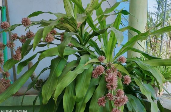 5 loại cây cực hiếm ra hoa, mỗi khi ra hoa chính là “điềm báo”