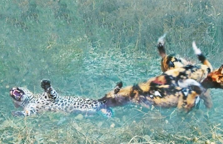 CLIP: Cả một đời ân oán và màn báo thù tàn khốc của đàn chó hoang giáng xuống đầu báo đốm châu Phi