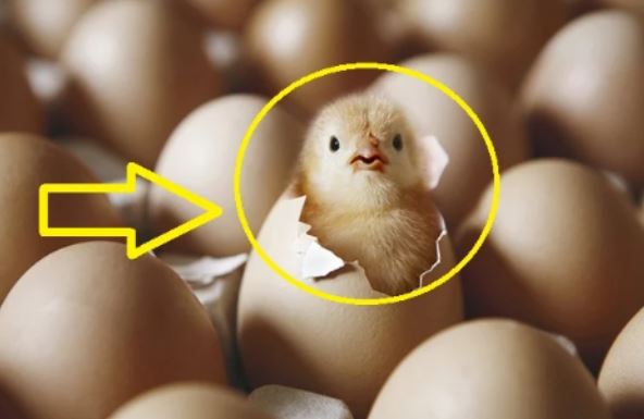 Con gà có trước hay quả trứng có trước: 90% mọi người trả lời sai, đây mới là đáp án chính xác nhất
