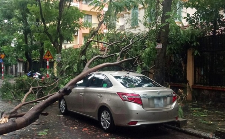 Hà Nội: Đề phòng cây gẫy đổ, tai nạn và chập cháy điện trong mùa mưa bão