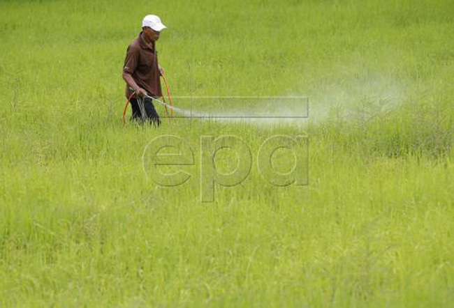 Vì sao Thái Lan khuyến cáo nông dân giảm diện tích trồng lúa?
