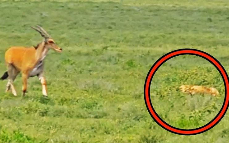 CLIP: Sự thật "cảm lạnh" khiến con linh dương to lớn nhất châu Phi tự động dâng hiến cho đàn sư tử