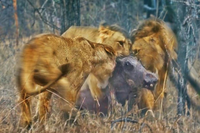 CLIP: Đàn sư tử hợp sức kéo con lợn bướu ra khỏi hang