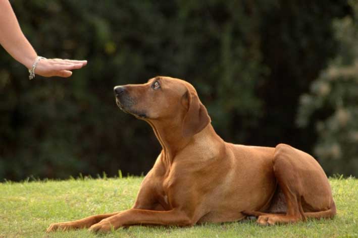 Người xưa chỉ dạy: Muốn chọn chó khôn hãy nhìn vào 6 điểm này, đảm bảo 10 con thông minh cả 10