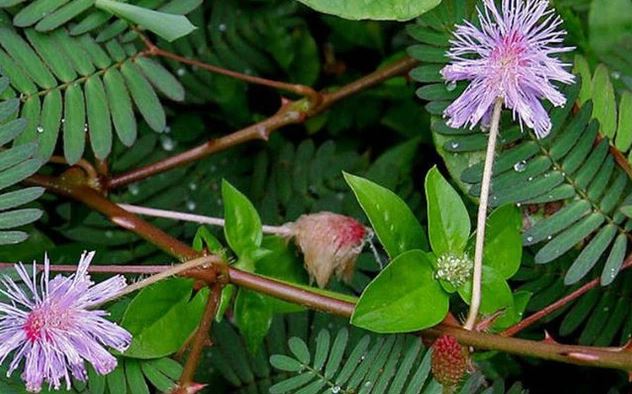 Loại cây mọc dại khắp Việt Nam, ít ai biết là "thuốc" bổ gan, tốt cho xương khớp