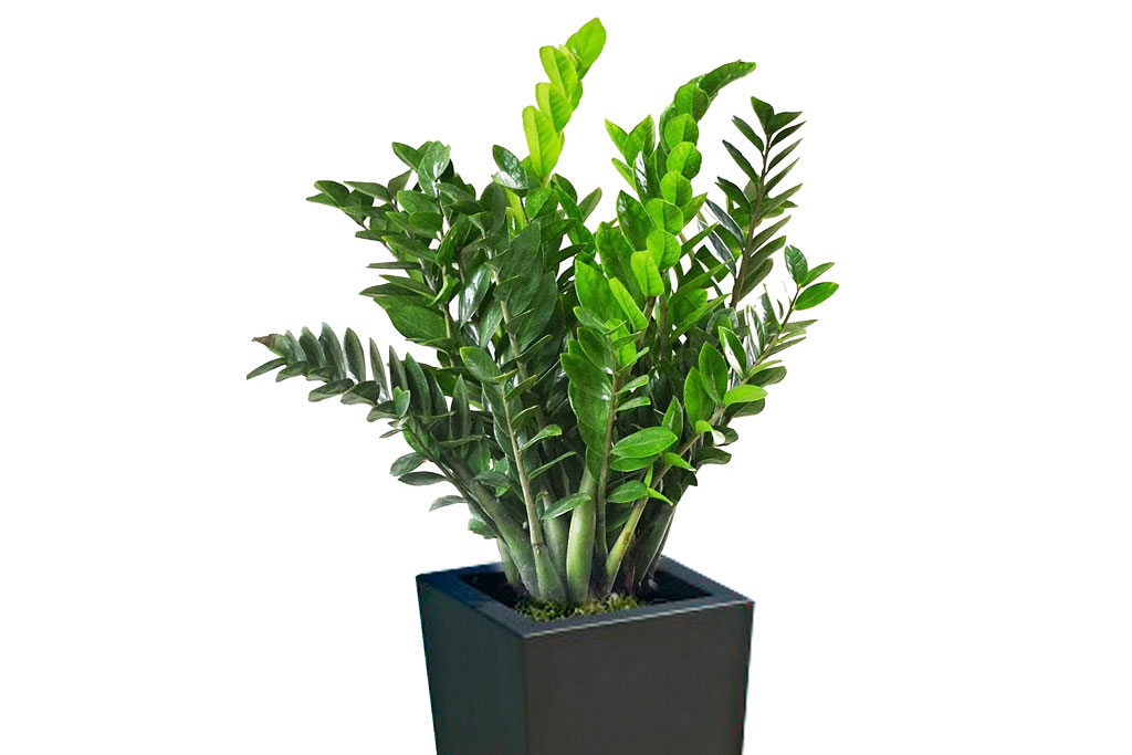 Những người sau đại kỵ với cây kim tiền, chớ nên trồng để tránh gặp vận đen