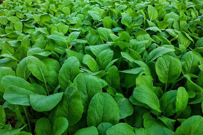 Hướng dẫn trồng và chăm sóc rau cải ngọt cho năng suất cao