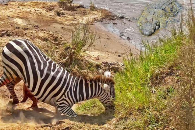 CLIP: Ngựa vằn rơi vào ‘tận cùng nỗi đau’ trước khi bị cá sấu xử tử