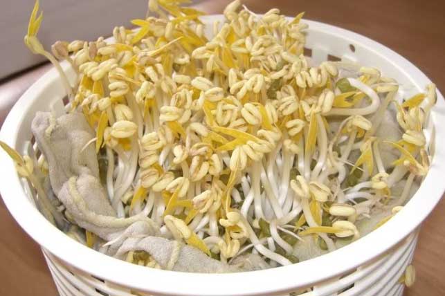 Bí quyết trồng giá đỗ tại nhà đơn giản lại cho năng suất cao