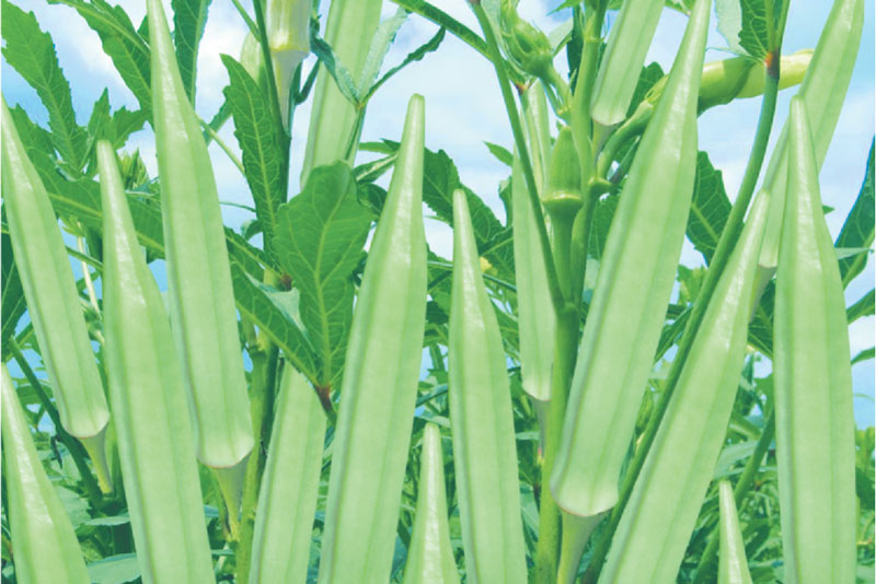 Hướng dẫn trồng và chăm sóc cây đậu bắp