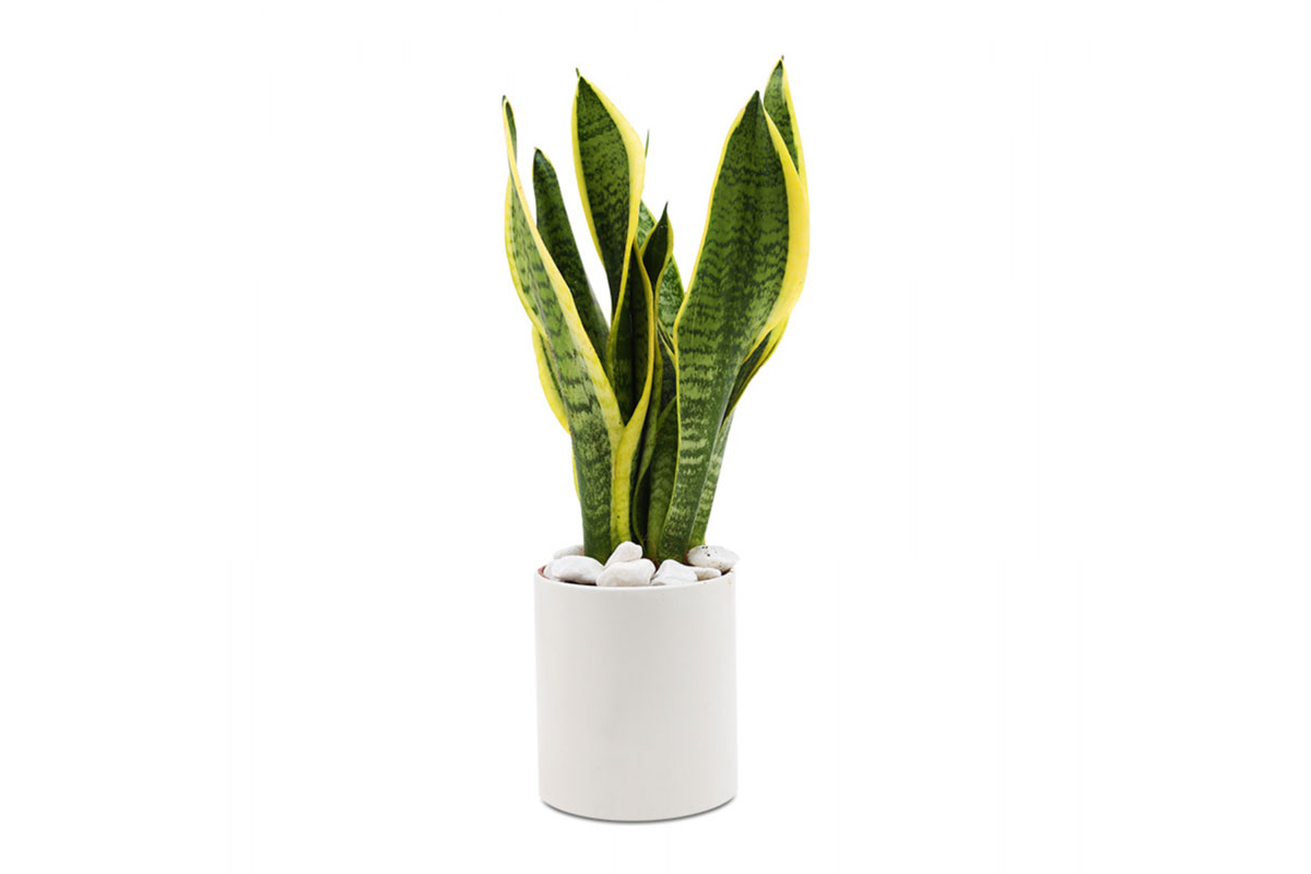 Những cây phong thuỷ giúp người mệnh Mộc gặp may mắn, phát tài