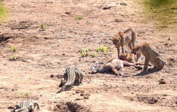 CLIP: Vất vả cả ngày đi săn, đàn báo vẫn bị cá sấu cướp trắng miếng ăn
