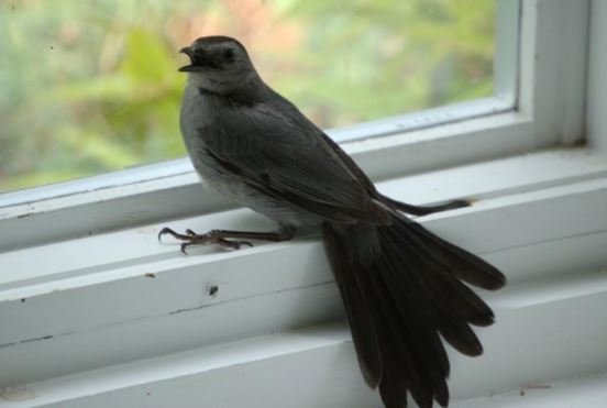 Các cụ nói, “Trong nhà có ba niềm vui xuất hiện quý nhân, gia trạch có 4 điều thực sẽ xuất hiện phú quý”