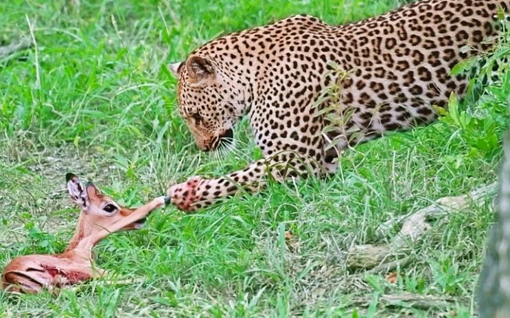 CLIP: Nỗ lực cứu giúp linh dương impala của báo hoa mai và âm mưu hiểm độc đằng sau