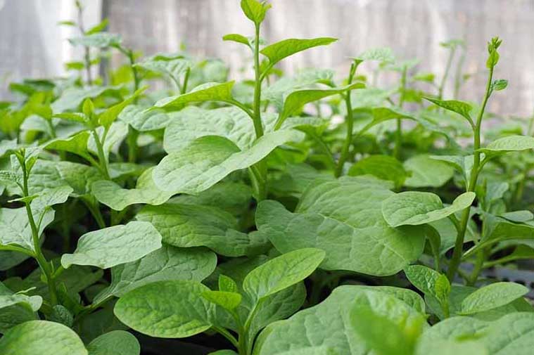 Cách trồng rau mồng tơi trong thùng xốp vừa đơn giản lại cho năng suất cao