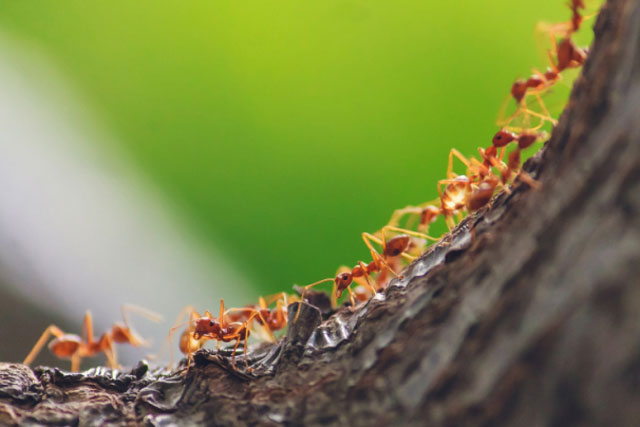 Kiến bò hàng đàn vào nhà là xấu hay tốt?