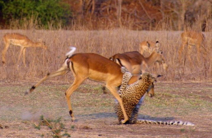 CLIP: "Màn hồi sinh" không tưởng của chú linh dương sau khi bị báo hoa mai bắt giữ