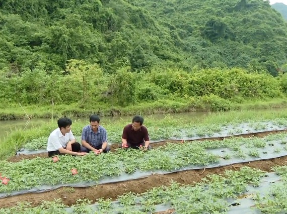 Giải bài toán liên kết chuỗi giá trị, nâng cao hiệu quả hoạt động hợp tác xã