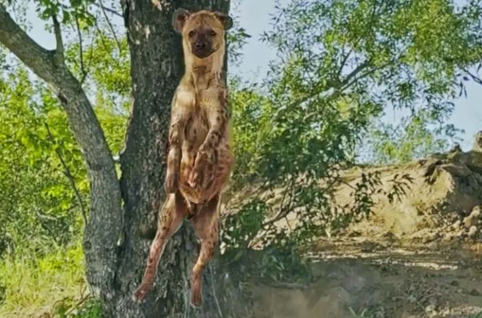 CLIP: ‘Cười đau bụng’ trước cảnh linh cẩu làm ‘trò lố’ khi bị cơn đói giằng xé