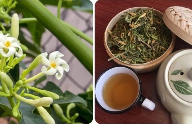 Tác dụng bất ngờ của nước hoa đu đủ đực