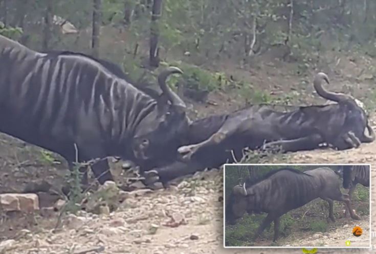 CLIP: Ra tay cứu nạn, linh dương đầu bò dùng sừng húc bay cả "đồng đội" lên không trung