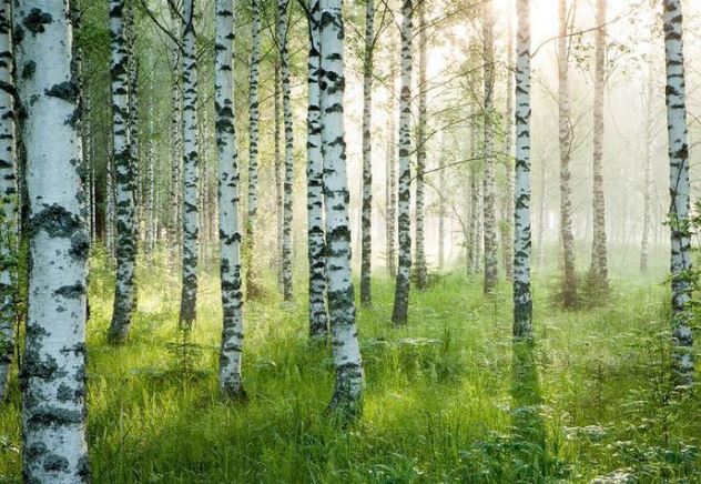 Loại gỗ cứng nhất thế giới được mệnh danh là Vua Gỗ: Cứng gấp đôi thép, đạn không xuyên thủng