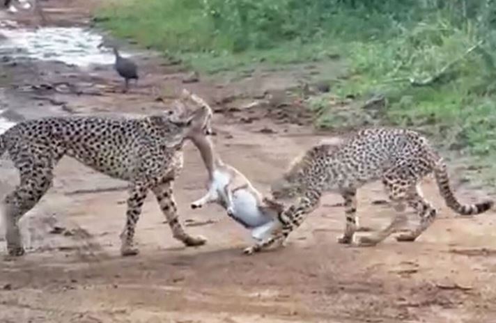 CLIP: Mãn nhãn trước màn đua tốc độ và hạ gục con mồi cực kỳ ấn tượng của hai "báo thủ"