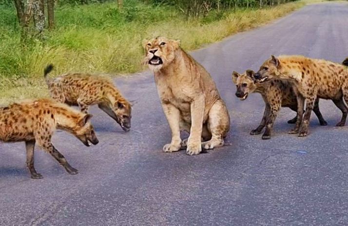 CLIP: Sư tử bỗng hóa ‘kẻ hèn nhát’ khi đối đầu với bầy linh cẩu