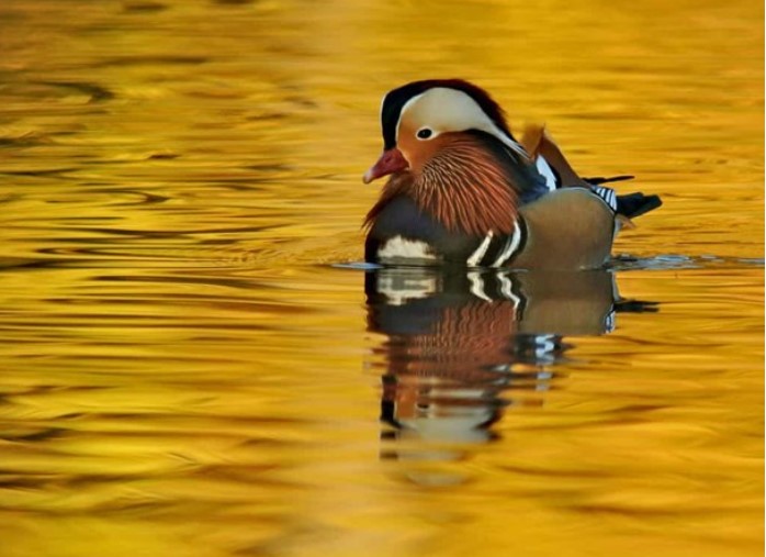 Những động vật hoang dã sặc sỡ nhất trái đất, nhìn là ‘chết mê’