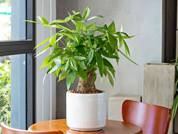 5 lo&#x1EA1;i c&#xE2;y c&#x1EA3;nh &#x201C;ch&#x1ECB;u kh&#x1ED5; quen r&#x1ED3;i&#x201D;, ch&#x1EC9; &#x1B0;a s&#x1ED1;ng trong ch&#x1EAD;u nh&#x1ECF;, tr&#x1ED3;ng ch&#x1EAD;u c&#xE0;ng to c&#xE0;ng d&#x1EC5; ch&#x1EBF;t