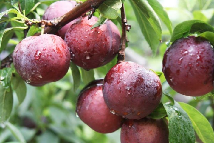 Lợi ích không tưởng của mận đối với mẹ bầu