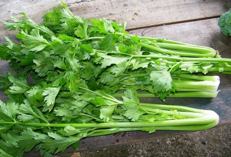 Loại rau là “khắc tinh” của ung thư, nhiều nhà chê nhưng biết cách chế biến ngon chẳng kém đặc sản