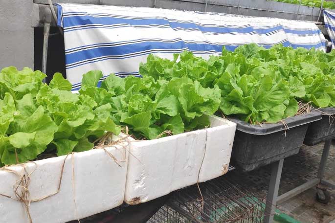 Cách trồng xà lách trong thùng xốp