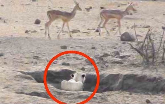 CLIP: Màn săn mồi tốc độ của sư tử và cái kết không thể nhịn cười